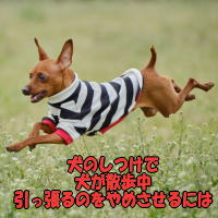 ���̂����Ō����U������������̂���߂�����ɂ�