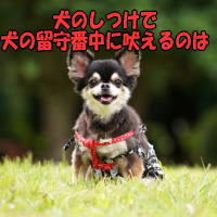 ���̂����Ō��̗���Ԓ��ɖi����̂�