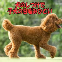 ���̂����Ŏq���̊Ê��݂Ђǂ�