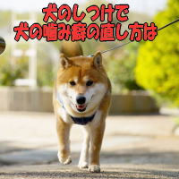 ���̂����Ō��̊��ݕȂ̒������� 